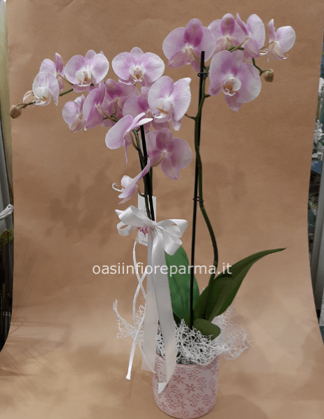 Pianta di Phaleonopsis, diversi colori a richiesta.