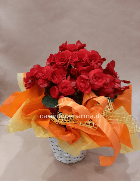 Begonia singola con cesto e confezione  regalo
