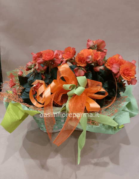 Begonia doppia con cesto 