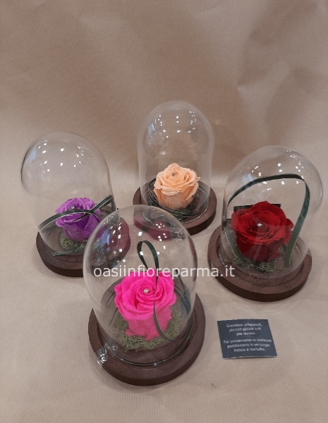 Rosa stabilizzata cupola vetro 