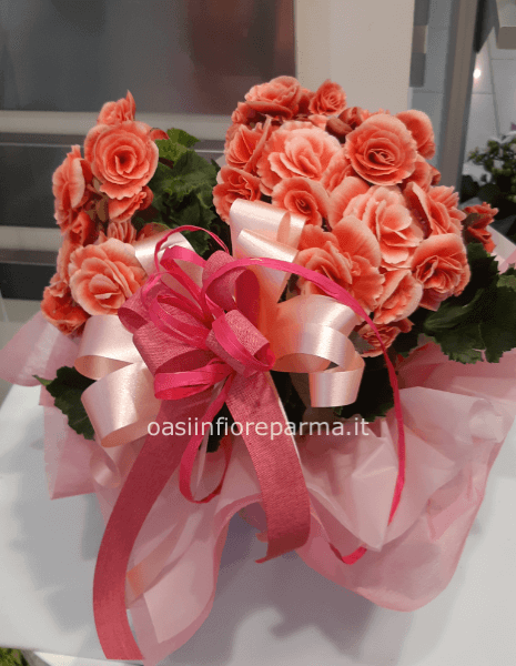 Begonia singola
