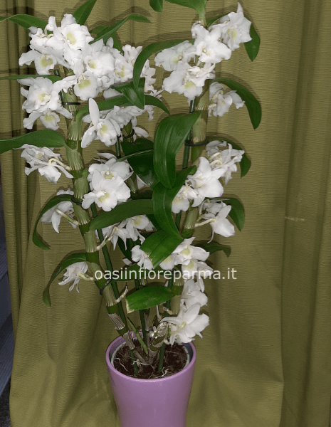 Orchidea dendrobim con vaso ceramica 